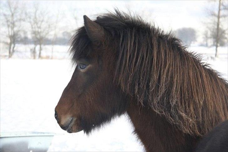 Islænder Katla frá Selfossi billede 12