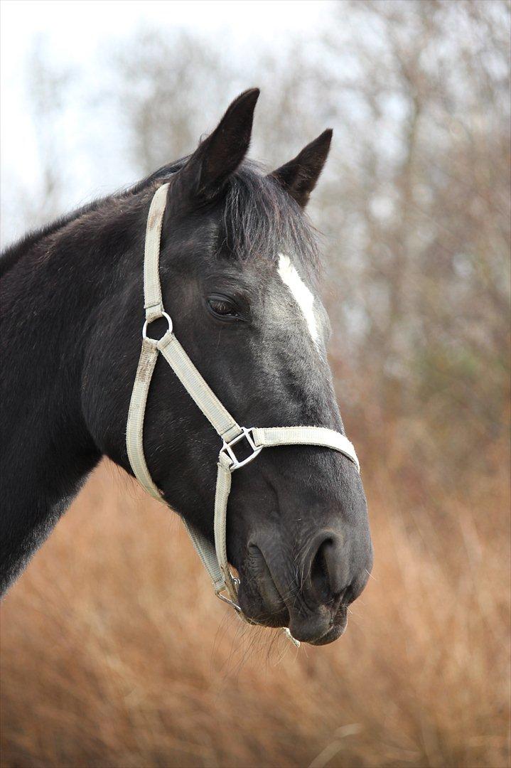 Standardbred Casino - Velkommen til Casinos profil.
Lig gerne en kommentar og en bedømmelse så ligger jeg en igen <3  billede 3