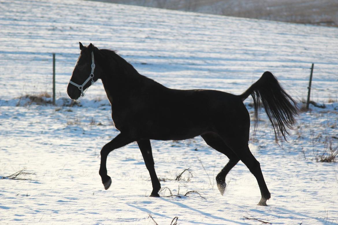 Standardbred Casino billede 2
