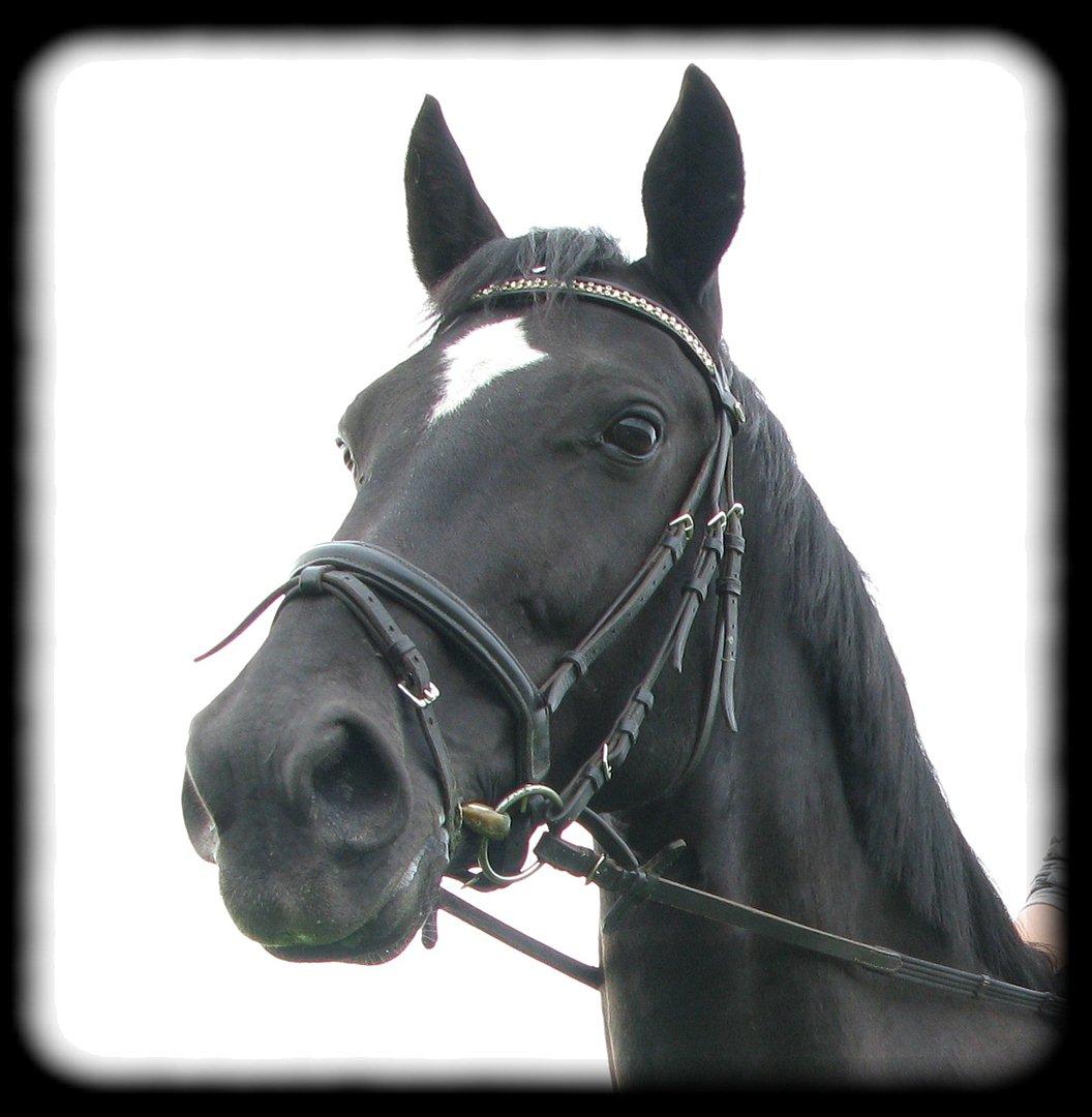 Standardbred Casino billede 9