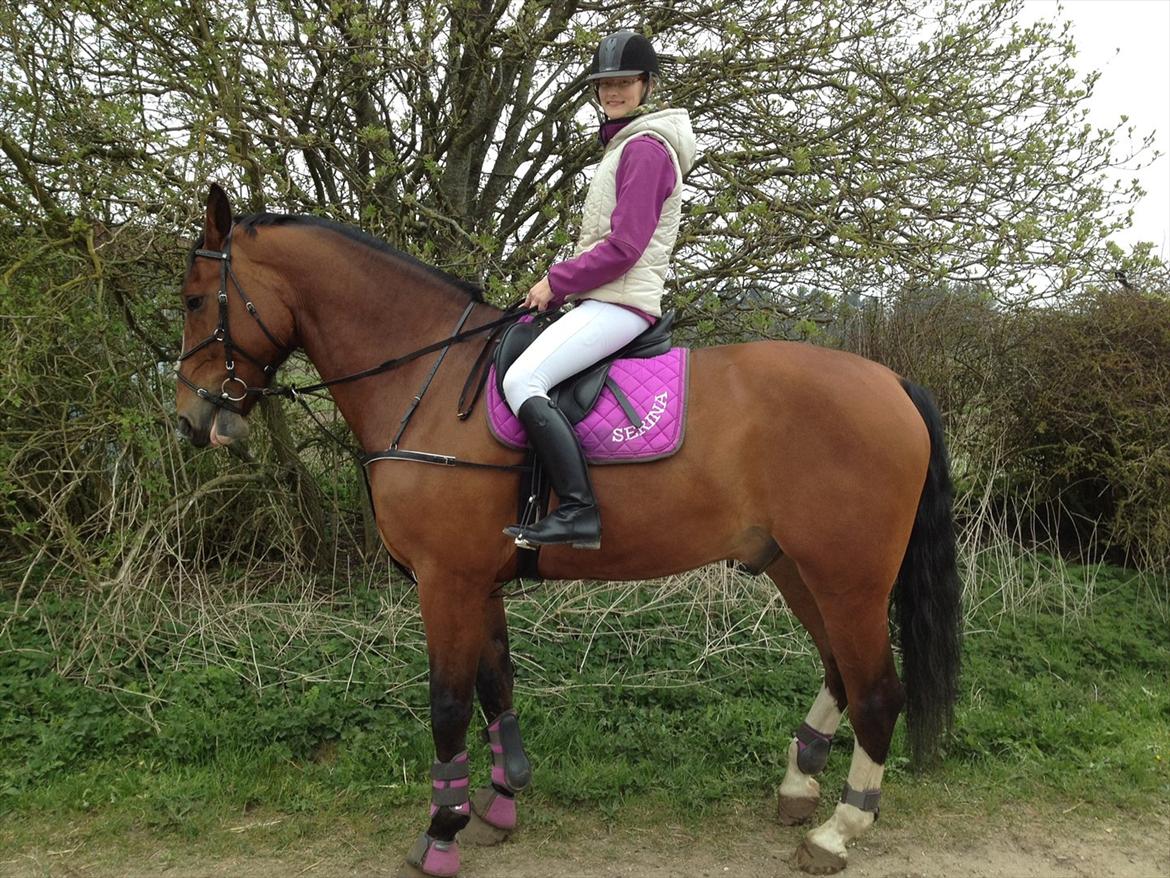 Oldenborg Hasselhøjs Ikaros (Bamse)[VIDUNDER HESTEN] - Ikaros og jeg til hans første stævne <3 Han var helt igennem suveræn <3 billede 3