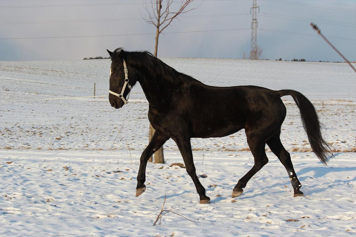 Standardbred Casino billede 7