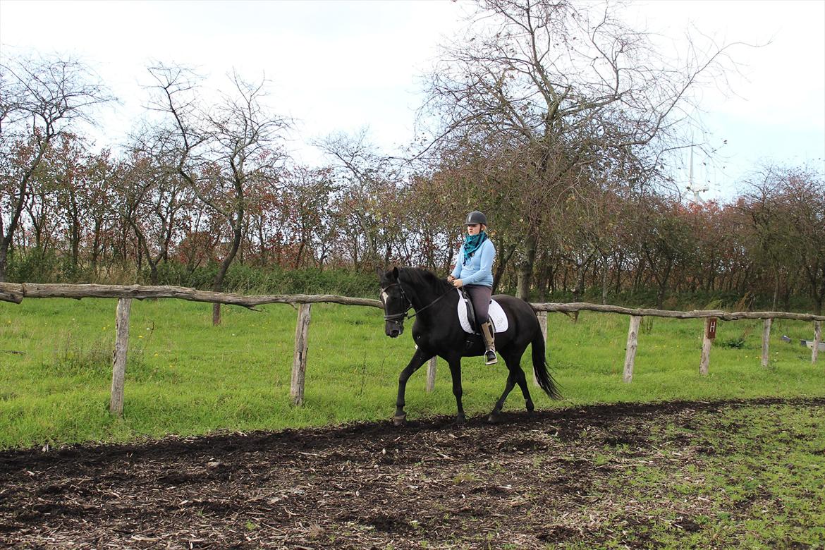 Standardbred Casino billede 6