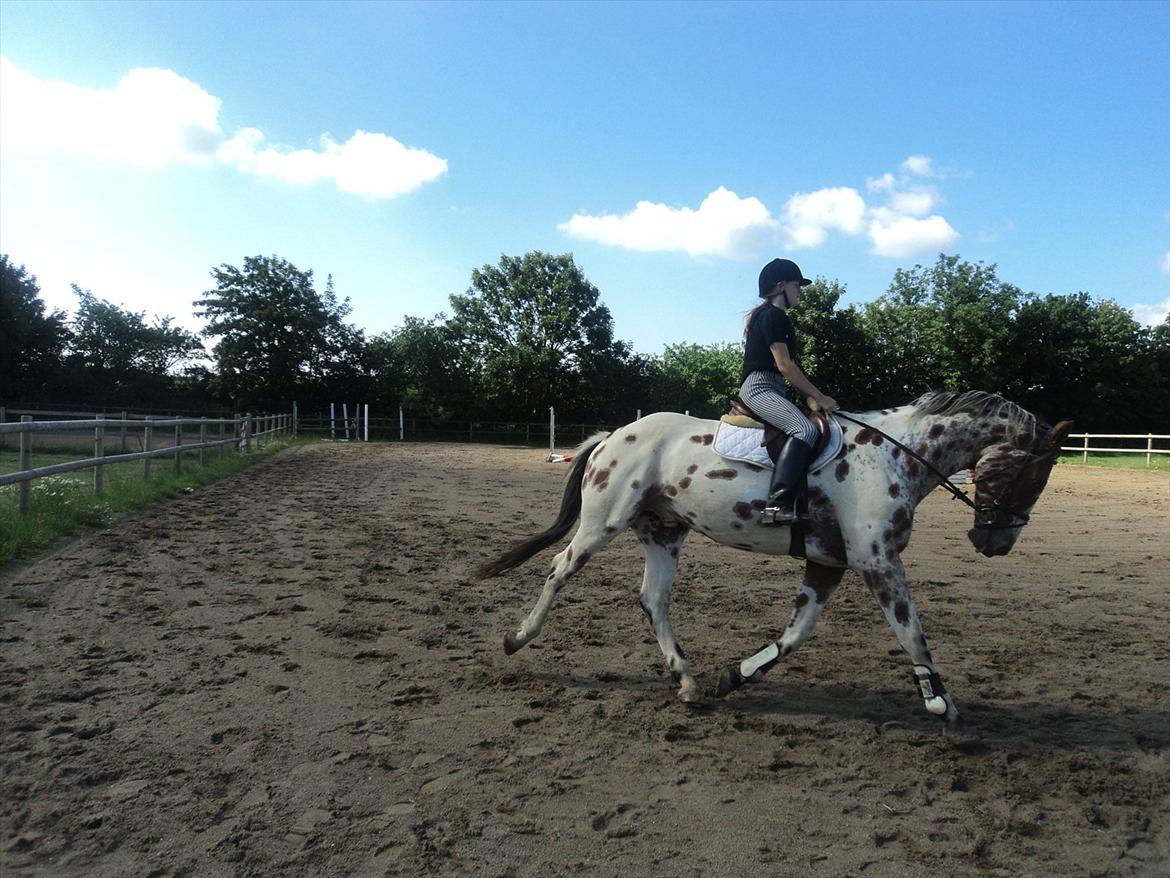 Knabstrupper Coco billede 11