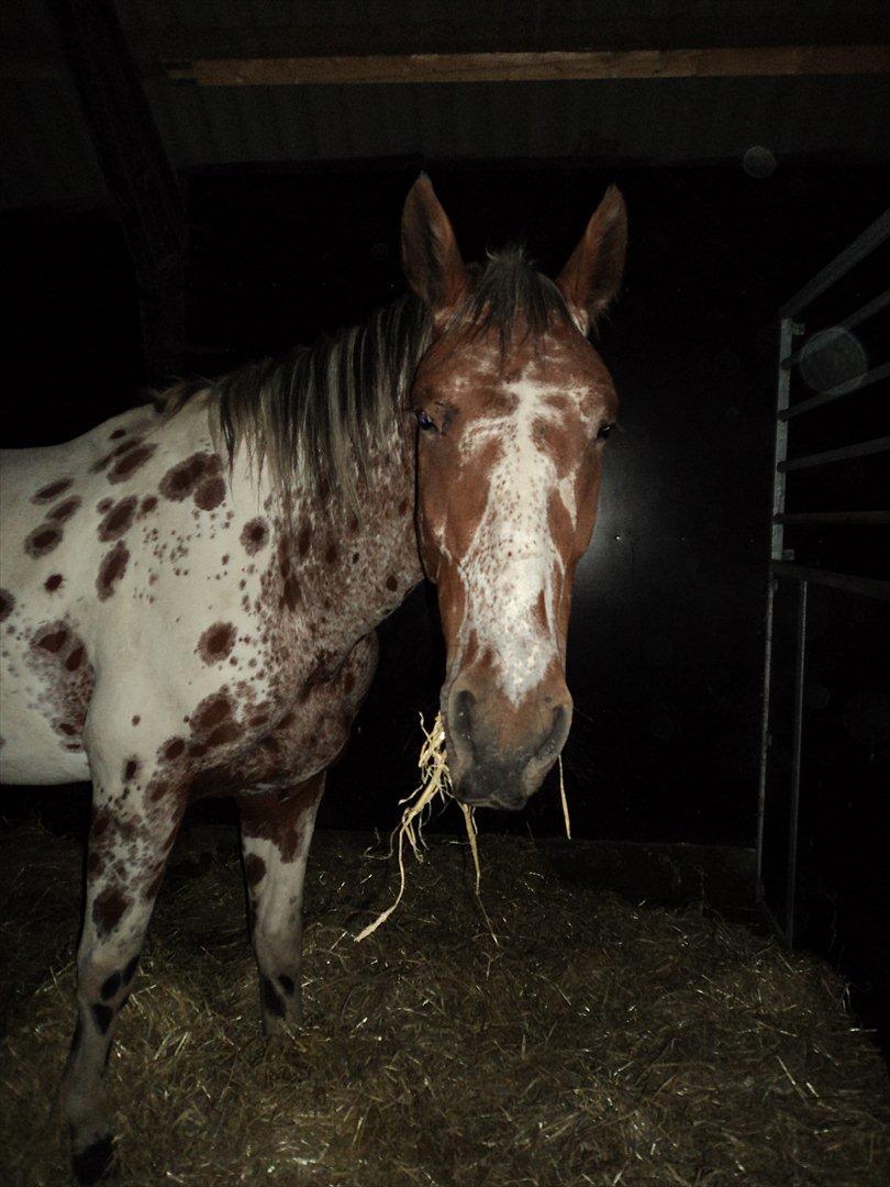 Knabstrupper Coco - Halstedhus Efterskole 2011/2012 billede 12