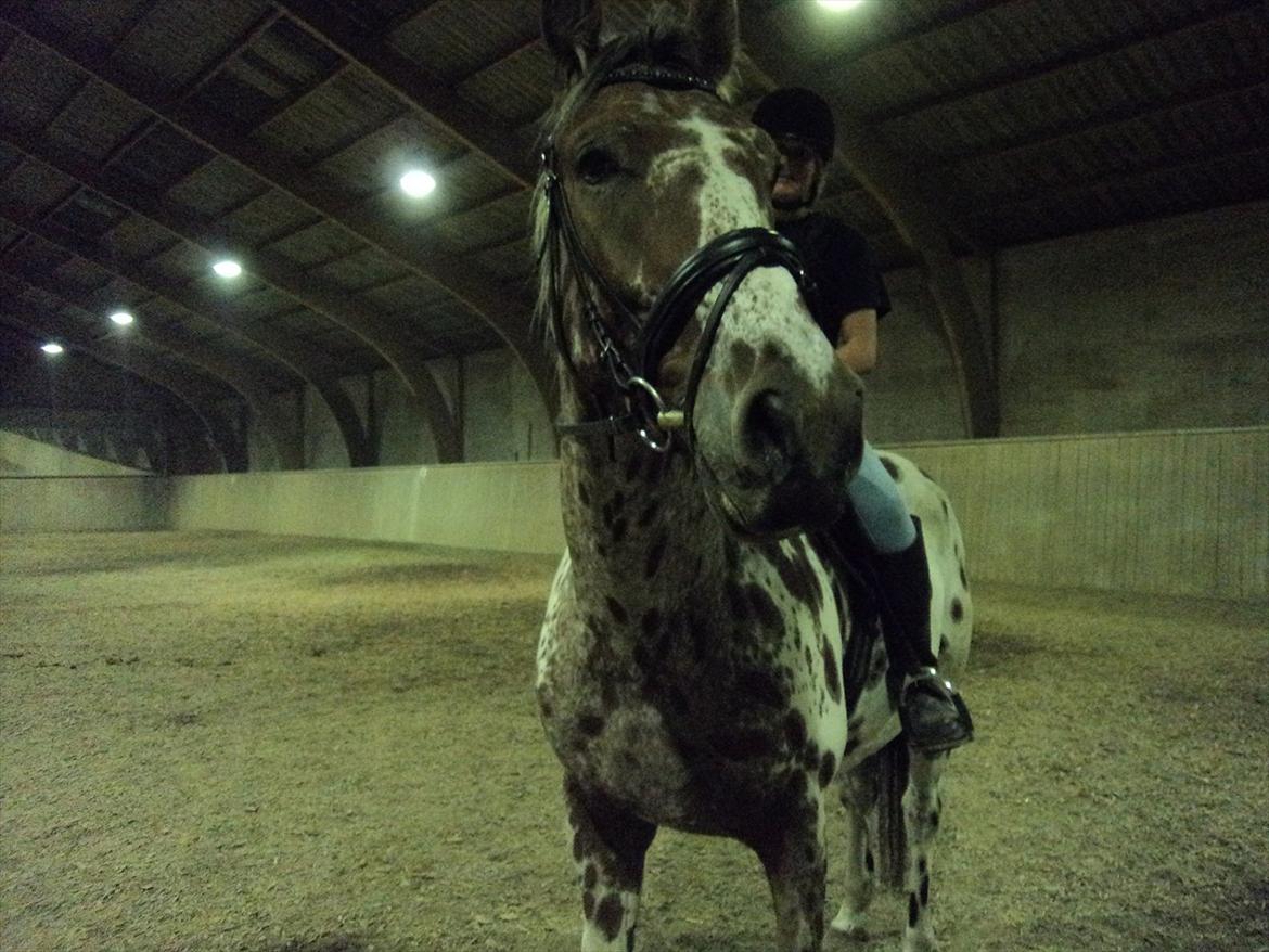 Knabstrupper Coco - Halstedhus Efterskole 2011/2012 billede 13