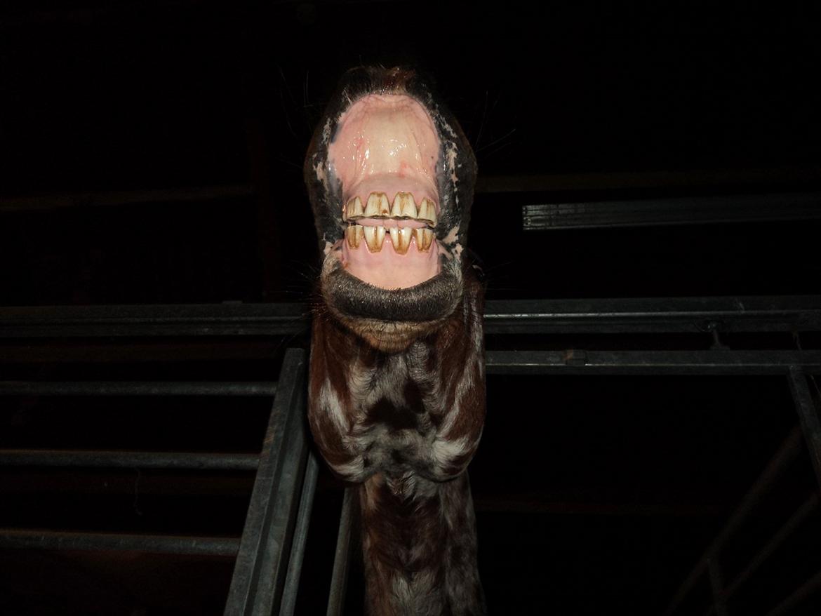 Knabstrupper Coco - Halstedhus Efterskole 2011/2012 billede 14