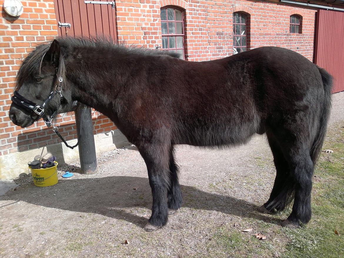 Islænder Yringúr (Ingolf) - Så skal der strigles! ,-) billede 9