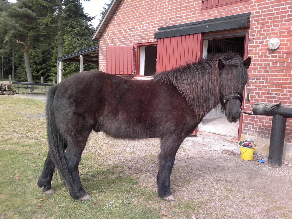 Islænder Yringúr (Ingolf) - ''Hejsa'' x) billede 10