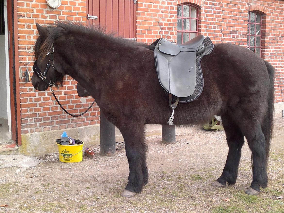 Islænder Yringúr (Ingolf) - TIlvænning af sadel uden gjorden :o) billede 11