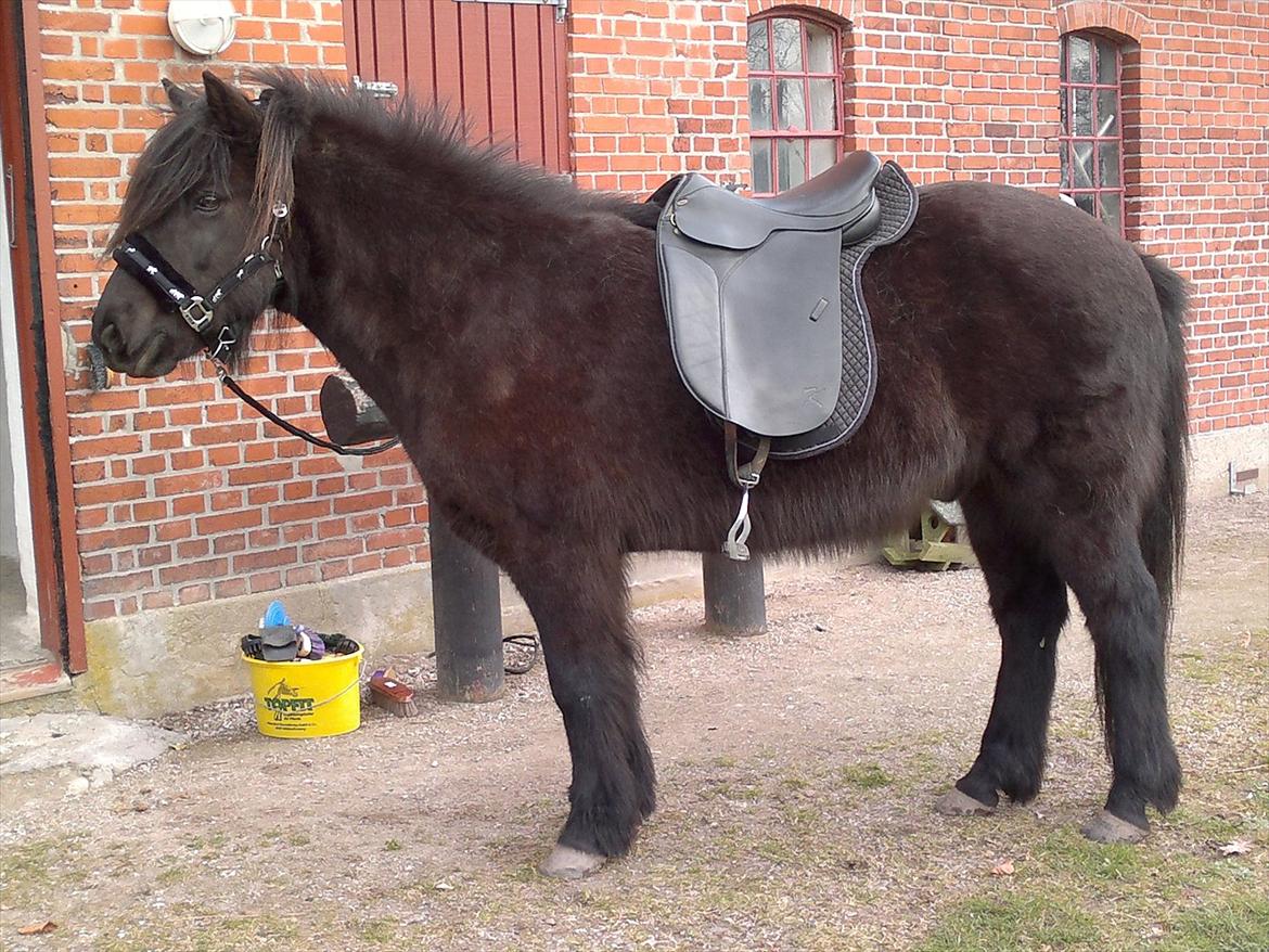 Islænder Yringúr (Ingolf) - Tilvænning af sadel uden gjorden :-) billede 12