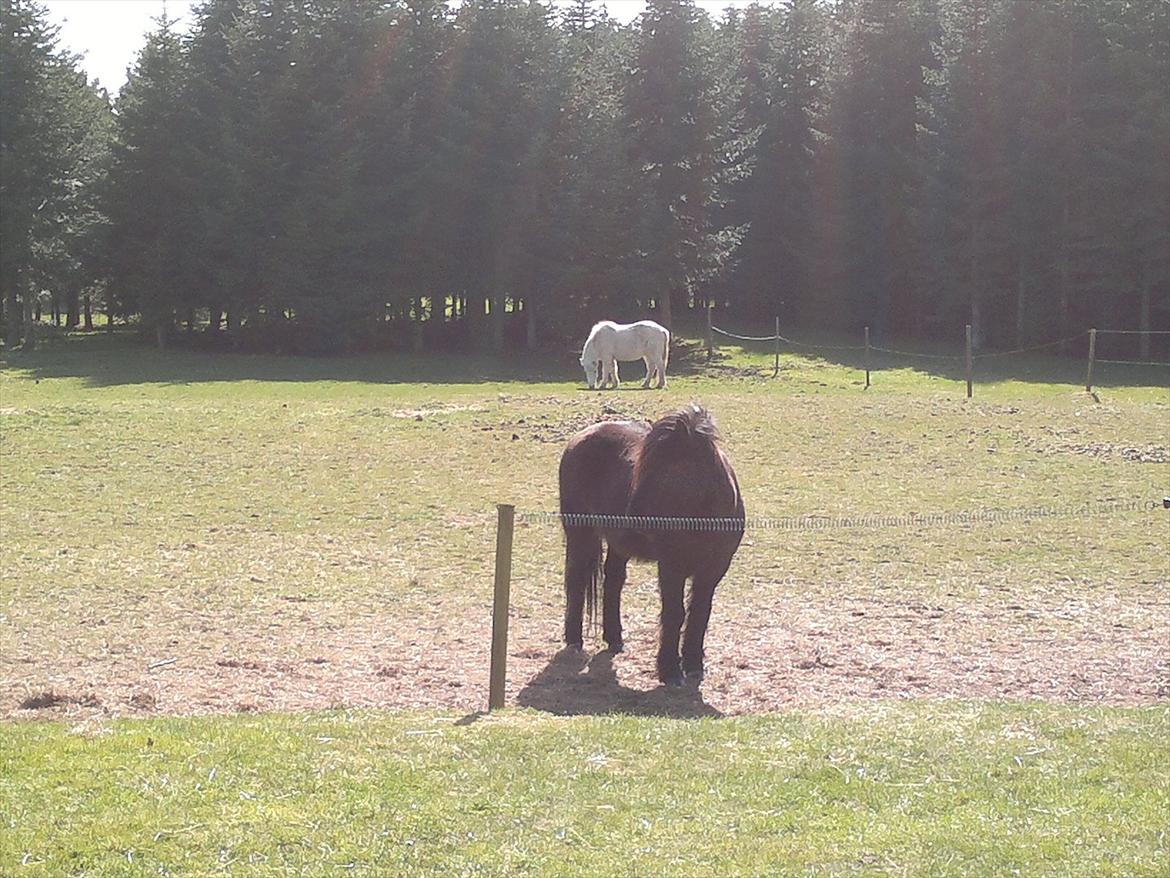 Islænder Yringúr (Ingolf) - Ingolf og Solli på fold ^^ billede 13