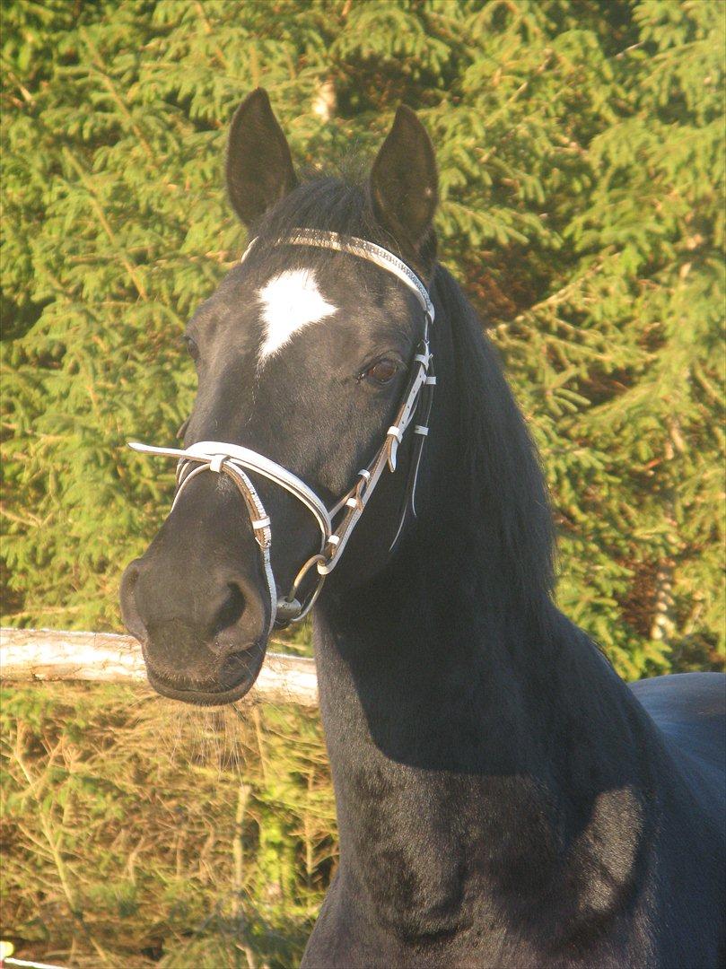 Standardbred Casino billede 10