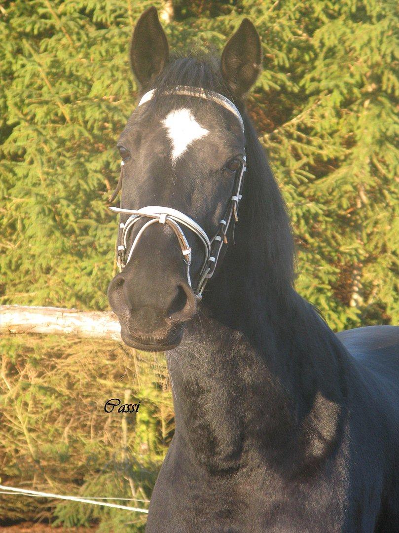 Standardbred Casino billede 14