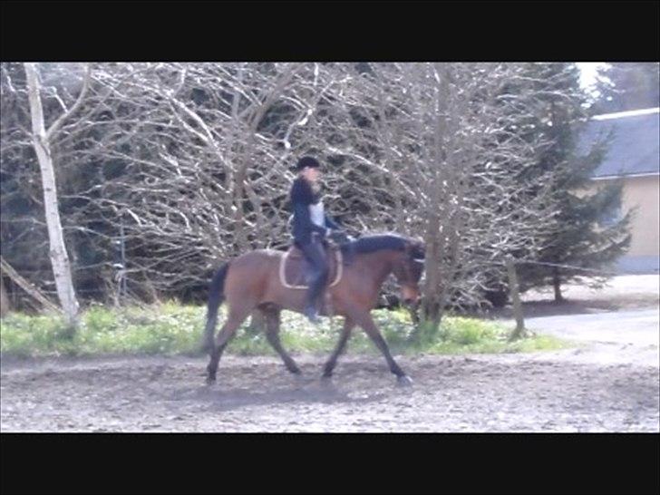 Anden særlig race Shja-shje billede 11