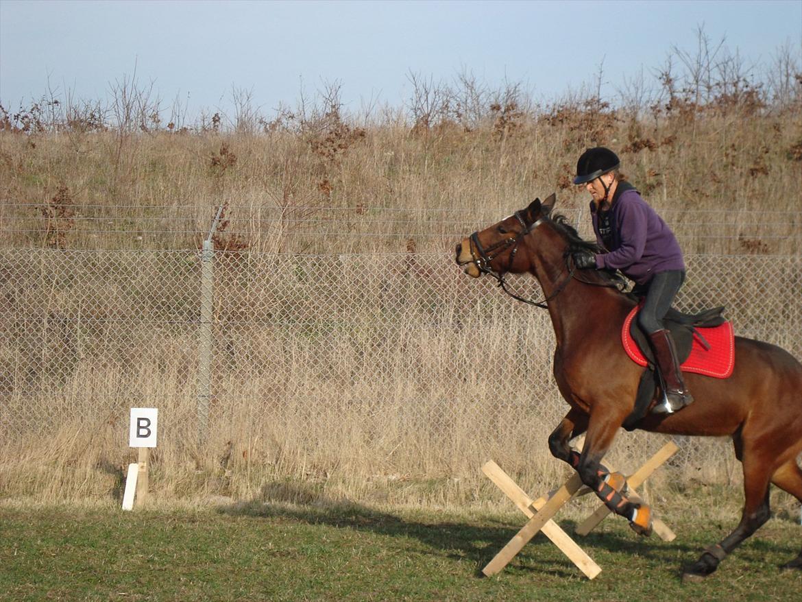 Traver Lotus esterell Himmelhest. - Lotus på springbanen billede 9