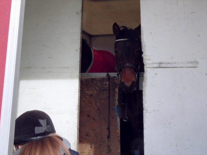 Anden særlig race Shja-shje billede 10