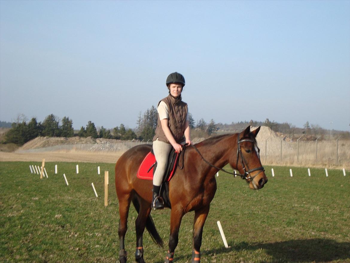 Traver Lotus esterell Himmelhest. - Afslapning efter dressur undervisning billede 10