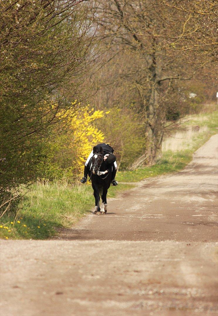 Anden særlig race Arkiball <3 - Min bedste ven <3 billede 3