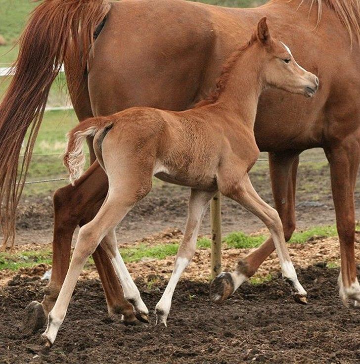 Arabisk fuldblod (OX) Waliyyah APN - SOLGT billede 8