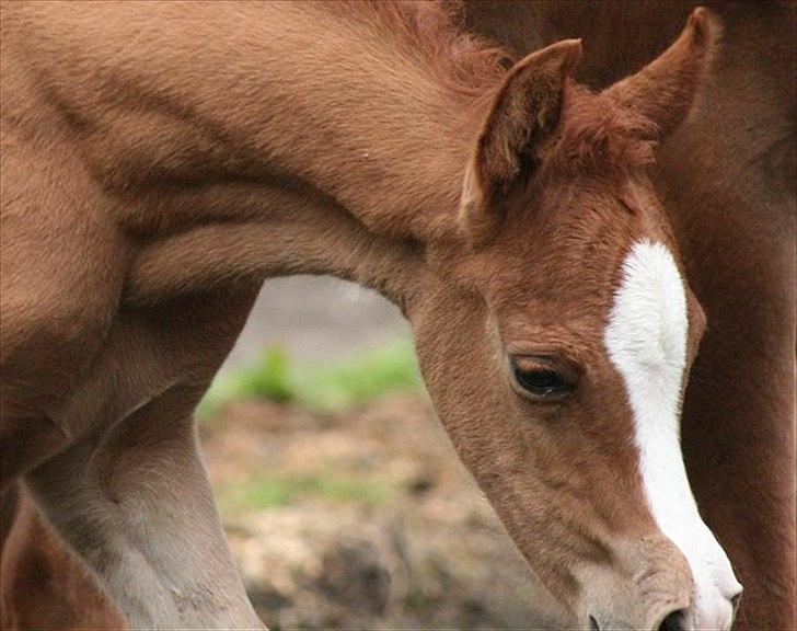 Arabisk fuldblod (OX) Waliyyah APN - SOLGT billede 7
