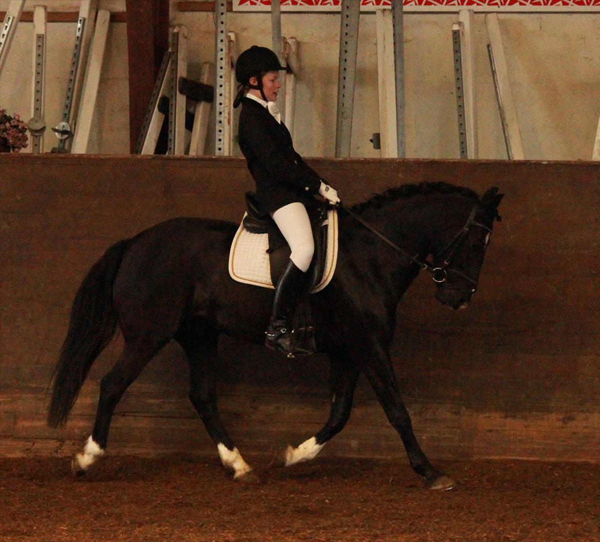 Anden særlig race Arkiball <3 - LB3 HRR 110 års Jubilæumsstævne <3 Min dygtige dreng <3 billede 22