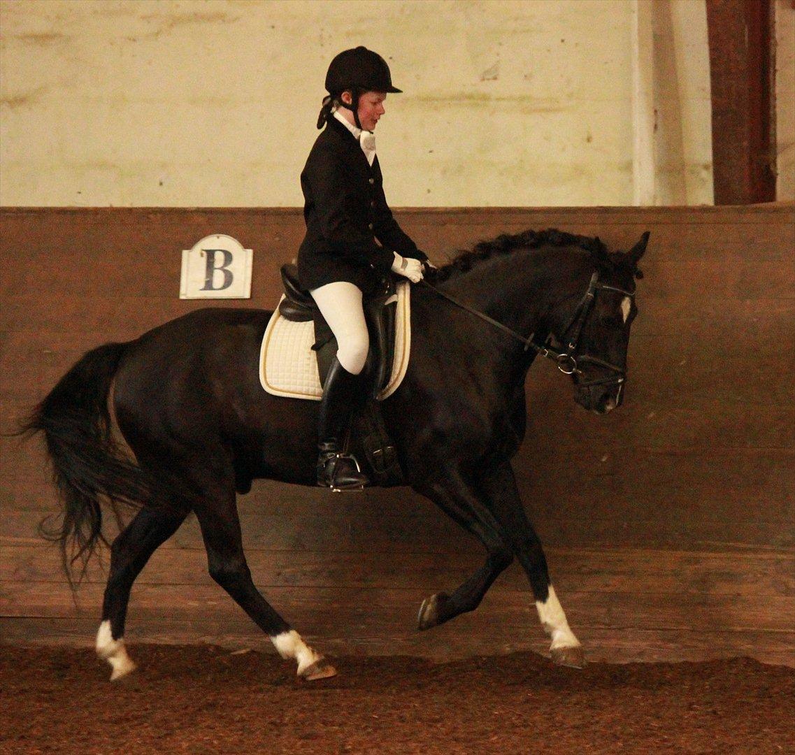 Anden særlig race Arkiball <3 - LB3 HRR 110 års jubilæumsstævne <3 Dejlige Akie <3 billede 17