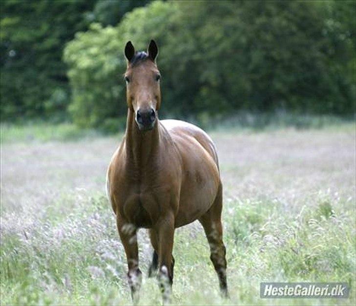 Dansk Varmblod Lantio Starlight - foto lånt af mette billede 2