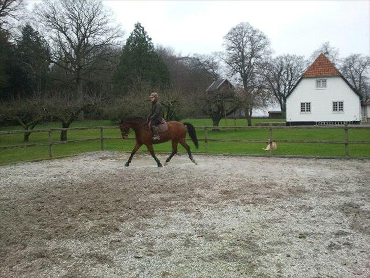 Dansk Varmblod Lantio Starlight - en af de første gange vi rider dressur;) billede 3