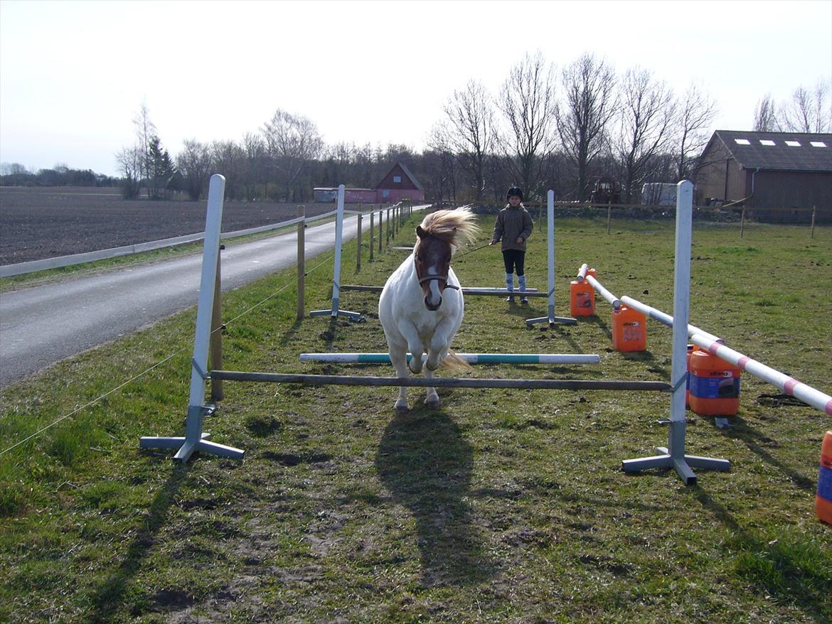 Shetlænder Tulle (Tutti) - Fuld fart over feltet til løsspring - elsker den pony <3 billede 4