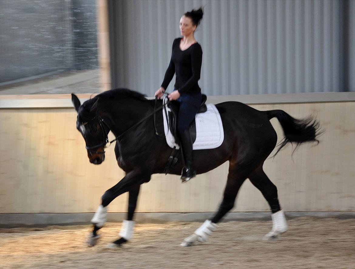 Zangersheide Conette Z *Nettie* billede 7