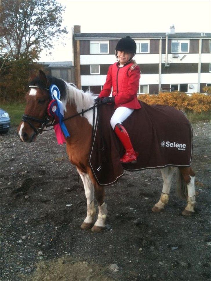 Anden særlig race Texi billede 3