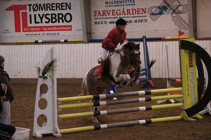 Anden særlig race Texi billede 9