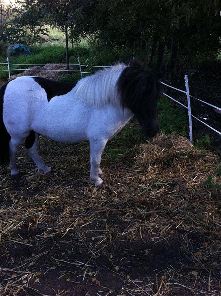 Shetlænder Lucky billede 2