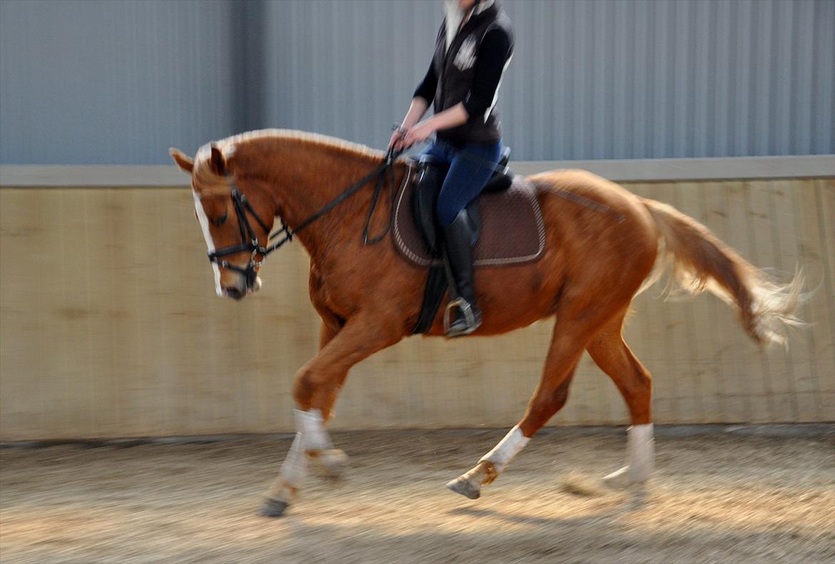 Anden særlig race Magic's Nero  - Nero, d. 24april12 billede 17