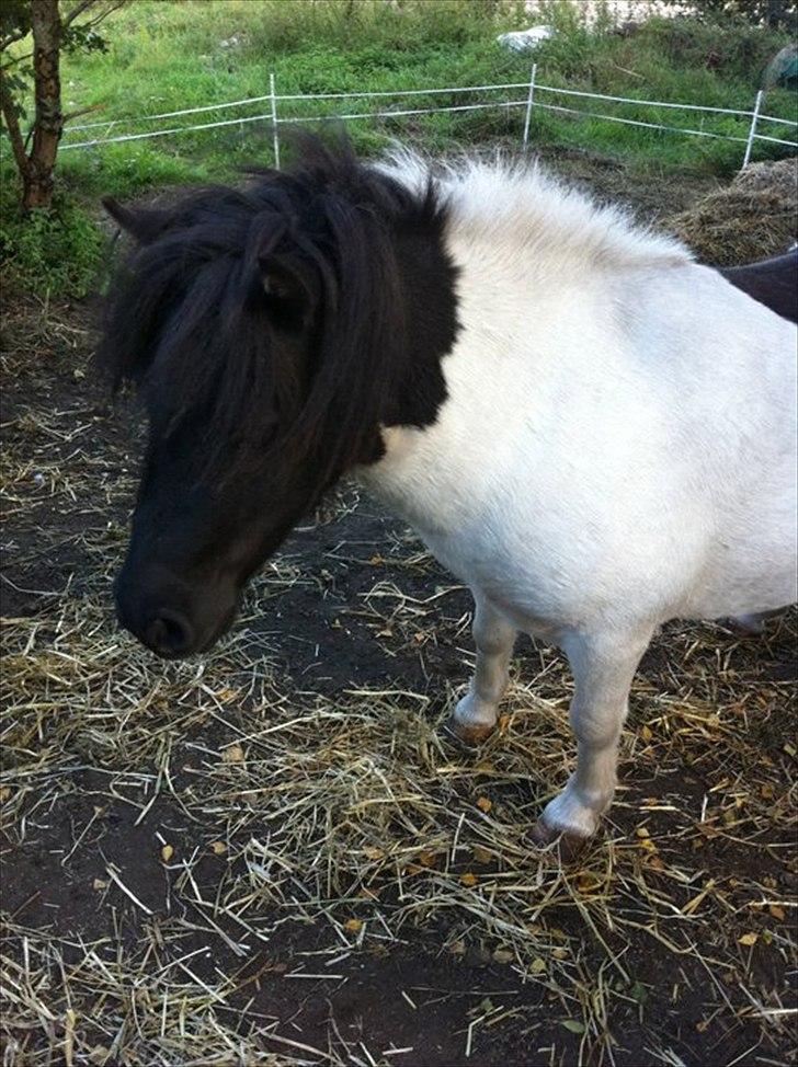 Shetlænder Lucky billede 4