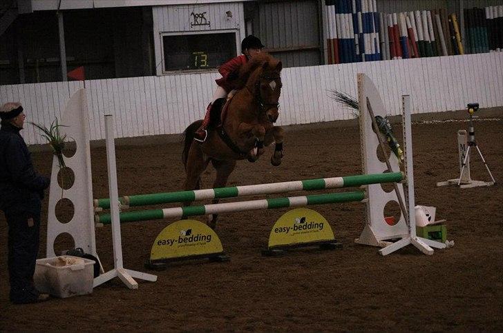 Hollandsk Sportspony Karamba - til stævne i Silkeborg billede 7