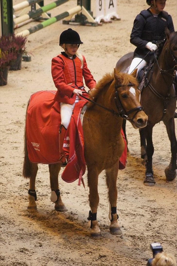 Hollandsk Sportspony Karamba - Sejr til Danish Derby Warm up november 2011 billede 9