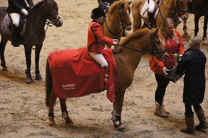 Hollandsk Sportspony Karamba - Sejr til Danish Derby Warm UP November 2011 billede 10