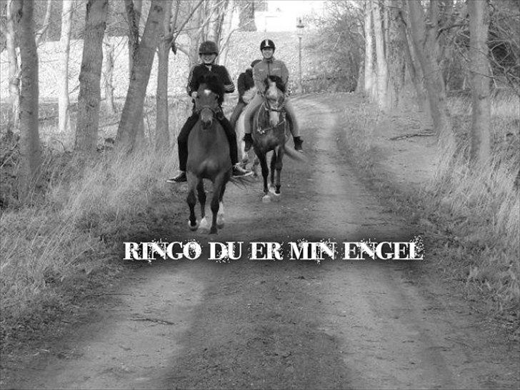 New Forest Orchid's Ringo - Mig og Ringo i skoven i grime :)
HAN ER MIN ENGEL <3 <3 <3 billede 18