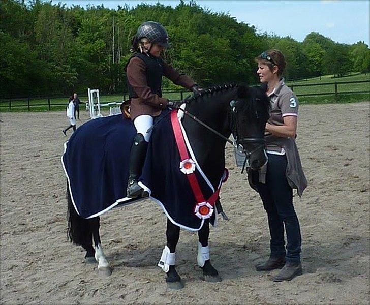 Welsh Pony af Cob-type (sec C) Little luke (The best<3) - vinder la/mb billede 4