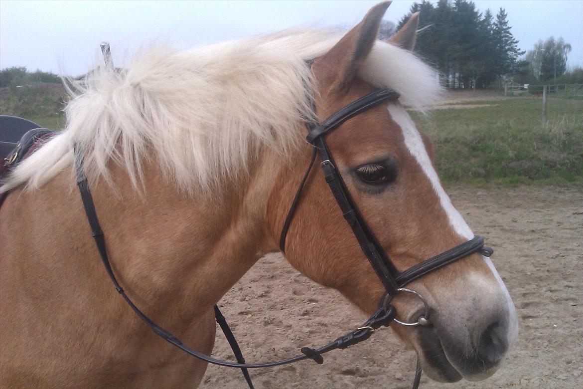 Haflinger Nina [Himmelhest] billede 9