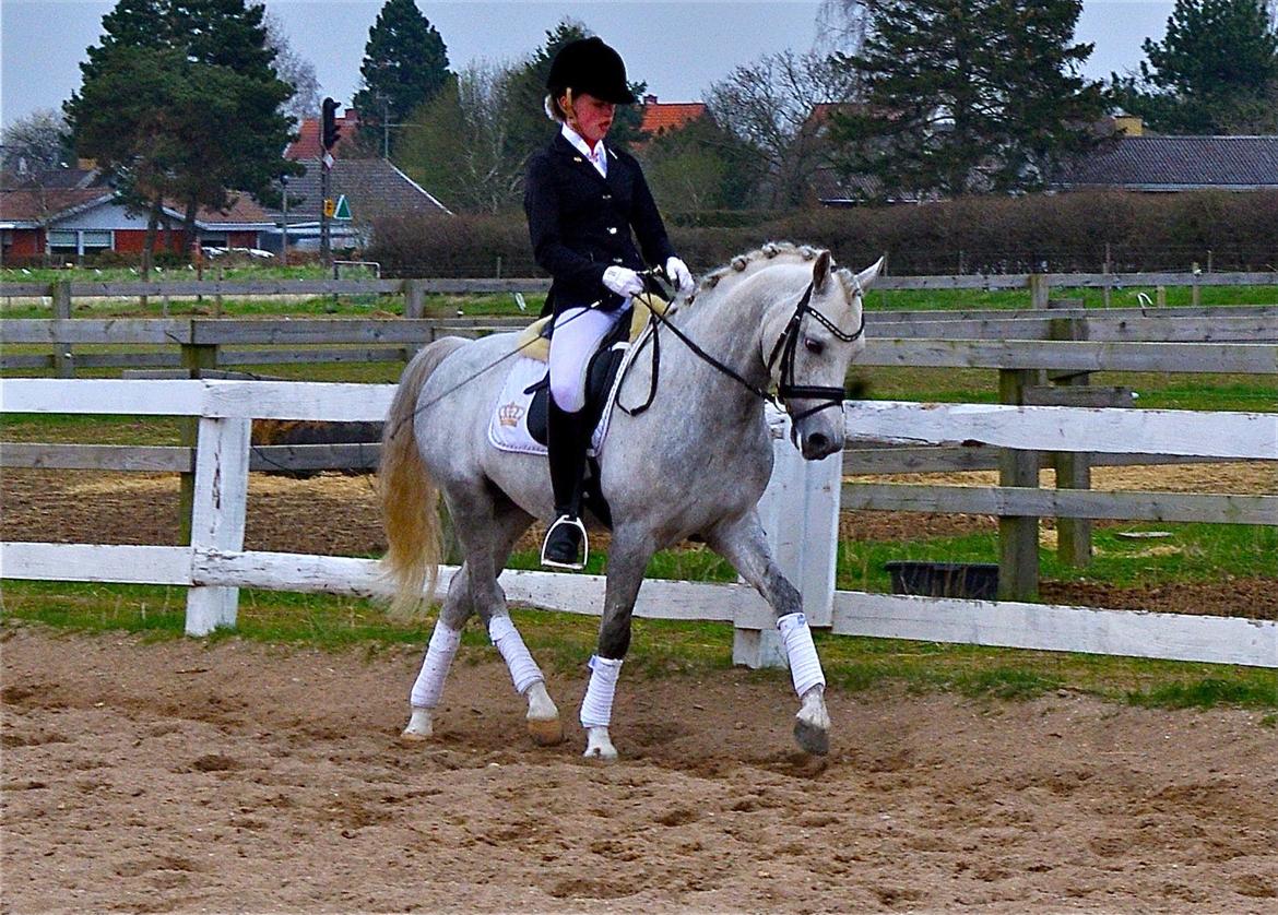 DSP Toftegaard's Hurricane SPH 182 <3 *A-Pony* billede 9