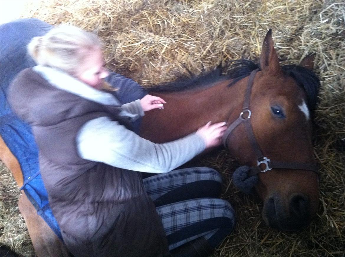 Tysk Oldenburger Landini - sovetrynen vil ikke op og på morgenfold ;) billede 8