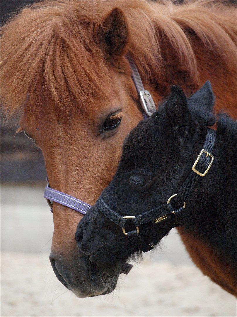 Anden særlig race Høgfeldt's Rapunsel<3 billede 7