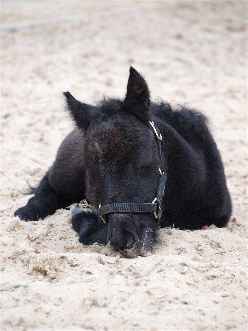 Anden særlig race Høgfeldt's Rapunsel<3 billede 8