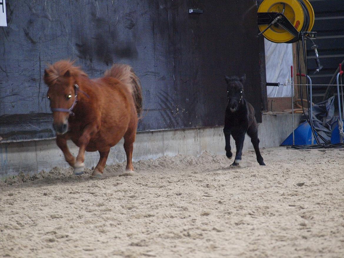 Anden særlig race Høgfeldt's Rapunsel<3 billede 9