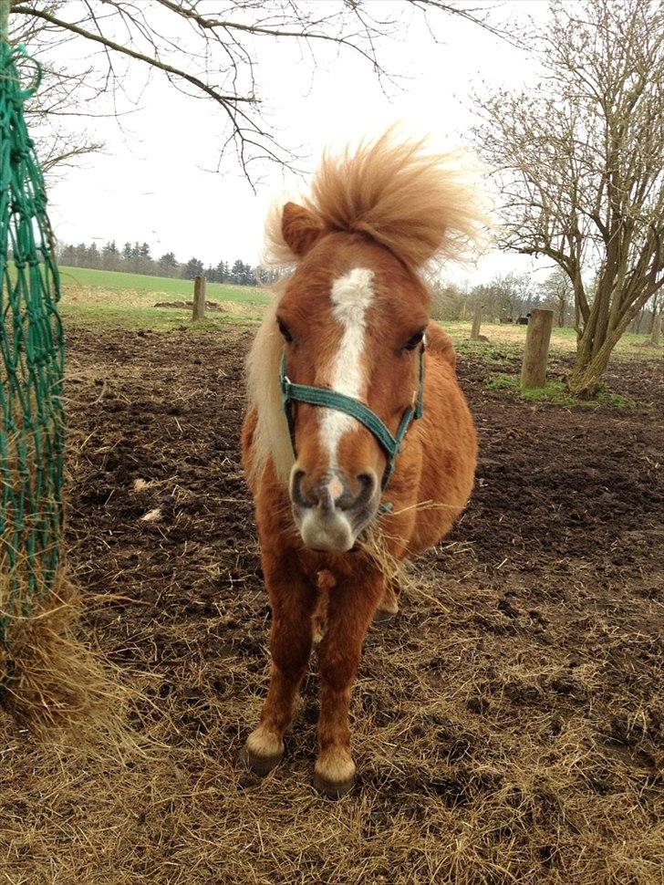 Shetlænder Mogens Fristed - Mogens netop ankommet... det var åbenbart en hårrejsende oplevelse ;-) billede 1