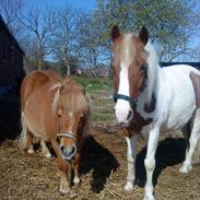 DSP Pedersminde Ofelia