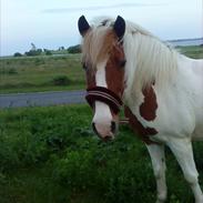 DSP Pedersminde Ofelia